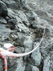 corde gelate nel colour del porco
