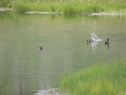 anatre nel lago di Glacier (mai viste a queste quote)