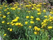 e l'achillea filipendulina, che non avevo mai notato prima d' ora