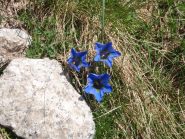 Inequivocabile segno della retta via...