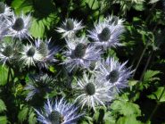 Omaggio floreale a Sant'Anna