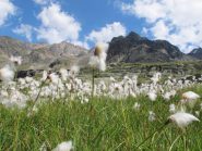 Eriofori (Eriophorum Scheuchzeri)