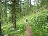nel tratto di bosco