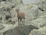 giovane stambecco