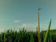 Libellula al lago