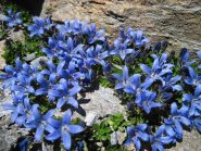 Campanula Cenisia