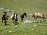 Cavalli al pascolo