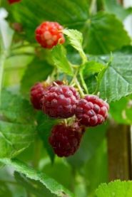 oggi c'era frutta fresca sul posto: lamponi