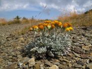 In mezzo a tante pietre la vita di questa meraviglia