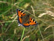 .....ce l'ho di nuovo fatta! Ma quante me ne sono scappate!!!