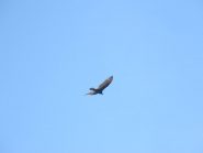 aquila ad ali spiegate