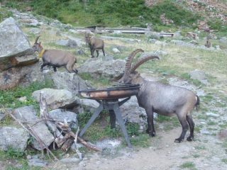 Stambecchi civilizzati...