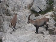 08 - stambecchi a 2 passi dal rifugio Nacamuli