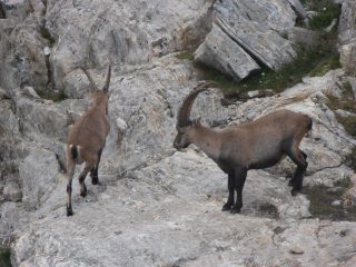 08 - stambecchi a 2 passi dal rifugio Nacamuli