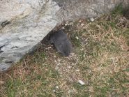09 - arvicole delle nevi che vivono nei muretti vicino al rifugio