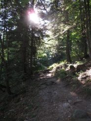Il bosco