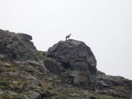 La sentinella del lago