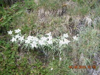 Bellissime distese di stelle alpine!