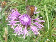 la farfalla sul fiordaliso