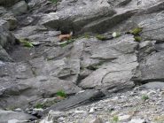 camoscio sull'itinerario