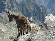 Femmina con cucciolo al Passo dei Detriti