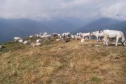dovrei passare di li...