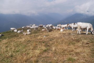 dovrei passare di li...