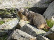coppia di raturs nei pressi del balotta