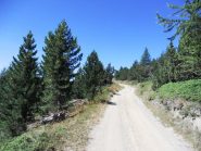 in salita nel bosco