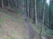 sentiero nel bosco verso Pla de l'Au