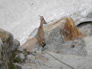 anche lui sulla ferrata