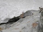 ..e il salto della terminale