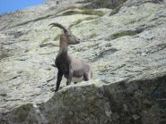 Compagno di viaggio!