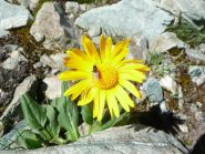 l'insetto sul fiore
