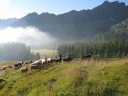 Animali al pascolo sul sentiero di salita