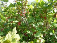 Ribes rosso presso alpeggi Walser