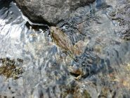 Sguazzando nel ruscello