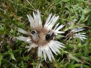 Due bombi al lavoro sullo stesso fiore
