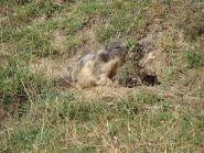 qualche marmotta