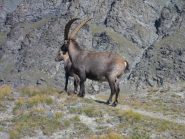 più vicini ancora....