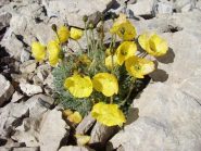 ...in cima alla Tosa 1