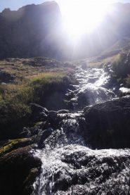 gorgia Argentina
