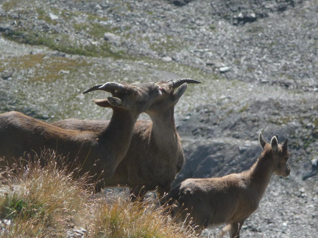 femmine di stambecco col piccolo