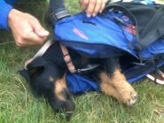 Per la discesa il sacco e' molto confortevole e Bitte lo sa bene....