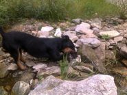 Bitte approfitta per qualche sorso di rapina