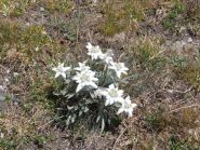 Stelle alpine
