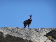 Camoscio con radiocollare dalle placche