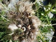 ... fiori che poi al loro interno celano larve di altri insetti !