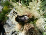Imenotteri al lavoro su fiori d'alta quota ...