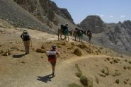 Transalpini in trekking con asinelli al colle